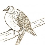 bird
