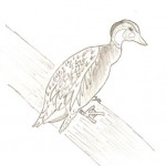 ducki