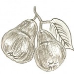 pears